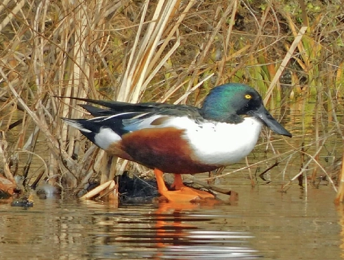 Northern Shoveler